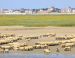 La baie de Somme (marche nordique)