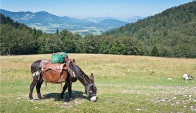 Tour du Massif Mézenc-Gerbier avec un âne