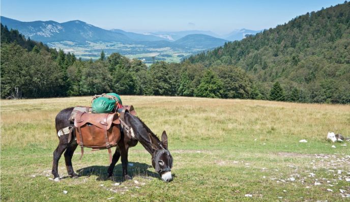 Tour du Massif Mézenc-Gerbier avec mon âne