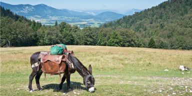 Tour du Massif Mézenc-Gerbier avec un âne