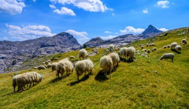 Le Meilleur du Pays Basque